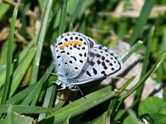 Euphilotes heracleoides
