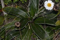 Celmisia semicordata