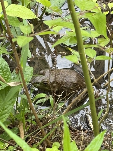 American Bullfrog observed by vvitchina