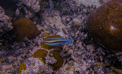 Scarus iseri