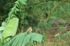Myiozetetes similis