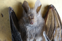 Nycteris hispida