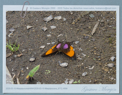 Marpesia marcella marcella