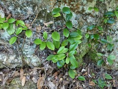 Hoya australis australis