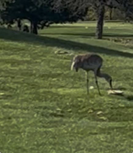 Sandhill Crane observed by wsmum