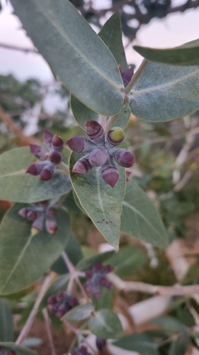 Eucalyptus mooreana, 2026-04-18