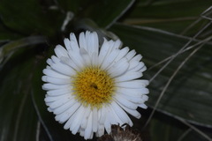 Celmisia semicordata