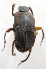 Eurysternus caribeus