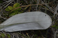 Celmisia semicordata