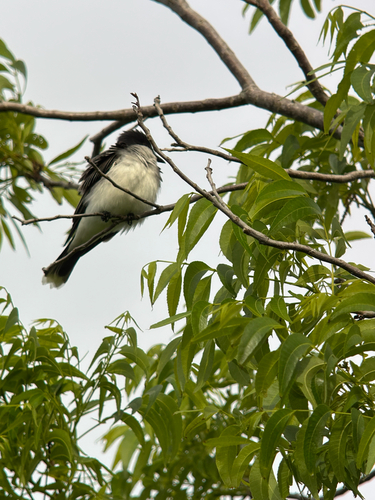 Eastern Kingbird observed by gmarshall33