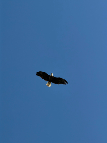 Bald Eagle observed by fishfromlogy
