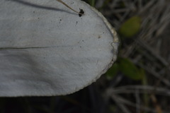 Celmisia semicordata