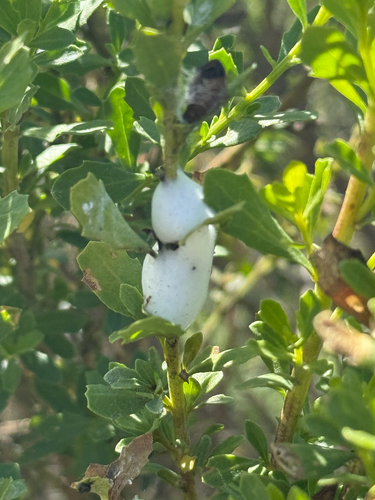 iNaturalist observation photo of Clastoptera lineatocollis