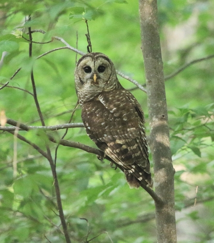Barred Owl observed by cameron_spartan