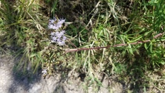 Chromolaena arnottiana