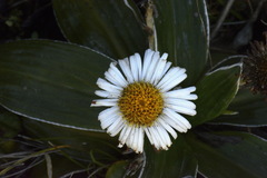 Celmisia semicordata