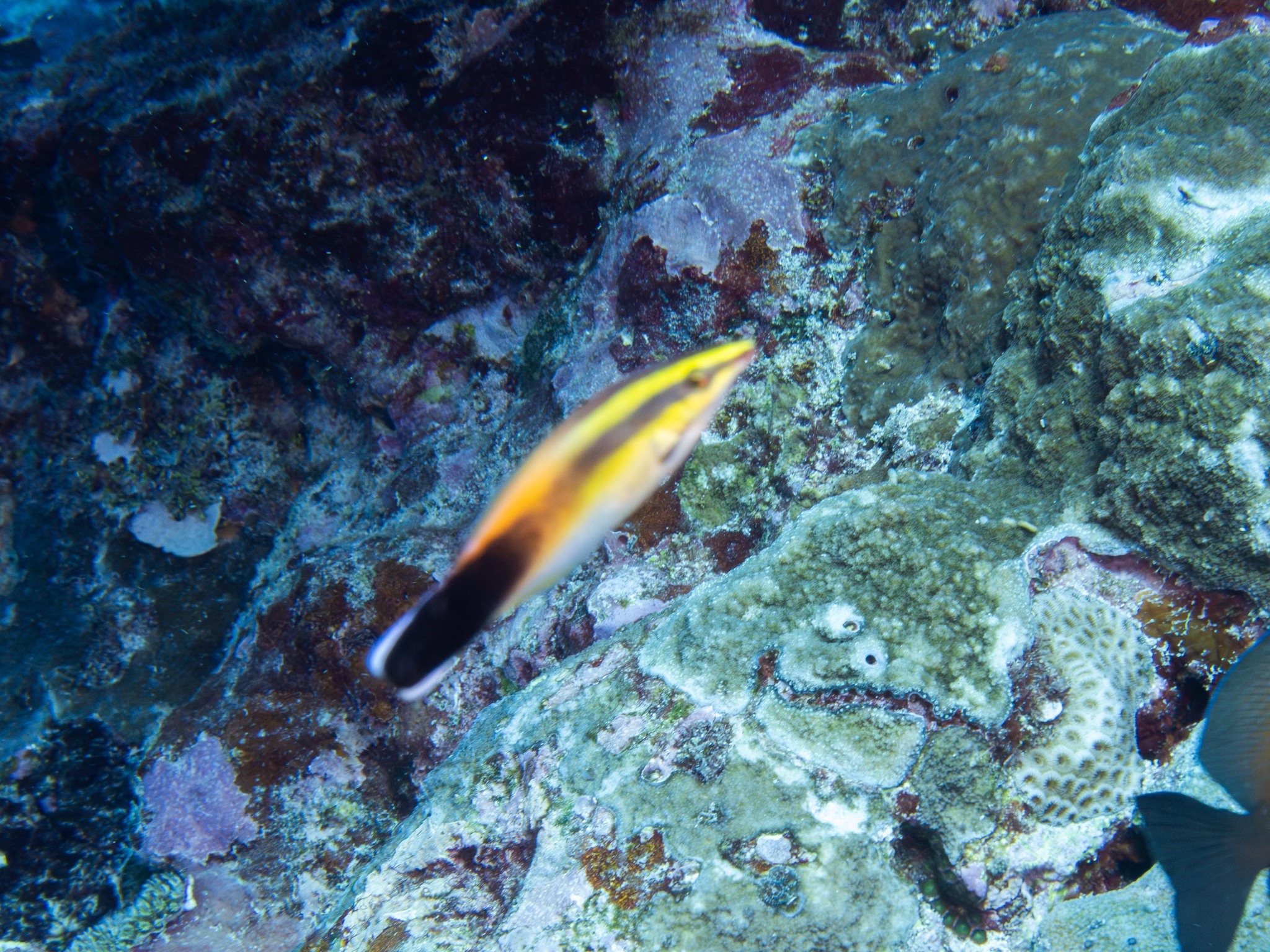 Redlip Cleaner Wrasse photo 4