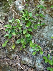 Hoya australis australis