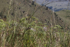 Pteridium aquilinum capense