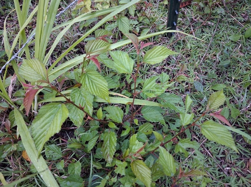 Melochia nodiflora, photograph 6