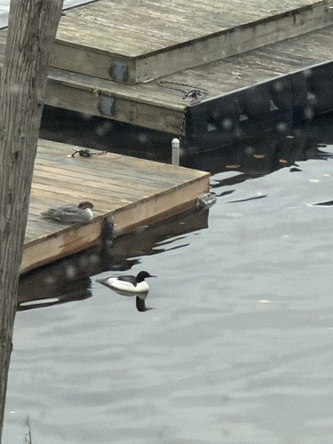 Common Merganser observed by ploegl