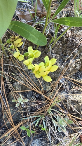 Baptisia cinerea, photograph 4