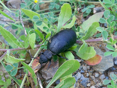 Meloe tuccius