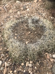 Muhlenbergia torreyi
