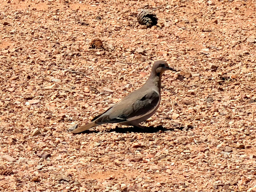 White-winged Dove observed by ck2az