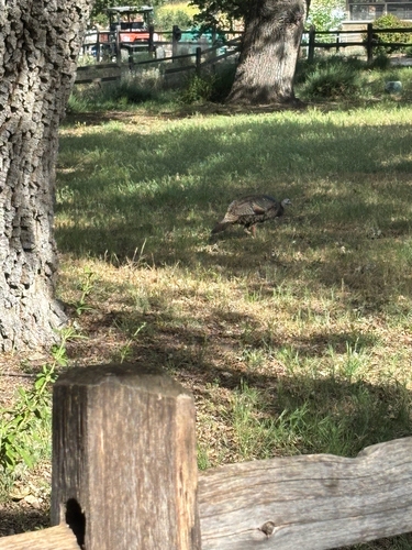 iNaturalist observation photo of Wild Turkey