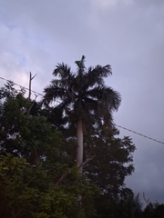 (c) Kurt Miller, some rights reserved (CC BY-SA) Roystonea borinquena, photograph (c) Kurt Miller, some rights reserved (CC BY-SA)