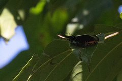 Biblis hyperia hyperia