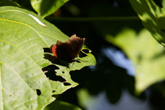 Biblis hyperia hyperia