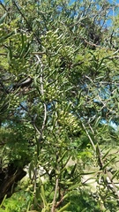 Tripodanthus flagellaris