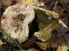 Hypomyces viridis