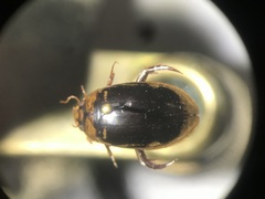 Hydaticus subfasciatus