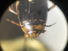 Hydaticus subfasciatus