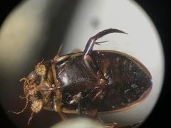 Hydaticus subfasciatus