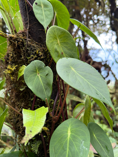 Peperomia hernandiifolia, photograph 4