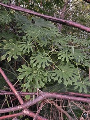 Manihot grahamii, photograph (c) Naelin, some rights reserved (CC BY)