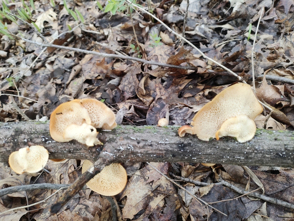 Neofavolus americanus · April 2026 · photo: © silseeks (iNaturalist, cc-by)