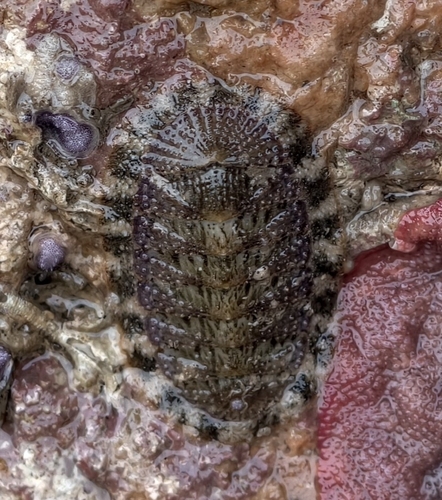 Lepidozona coreanica, 2026-04-18