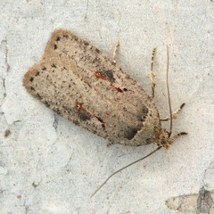 Agonopterix ocellana