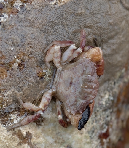 Medaeops granulosus observed 2026-04-18