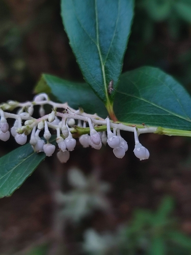 Gaultheria fragrantissima observed 2026-04-17