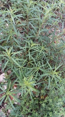 Oenothera serrulata