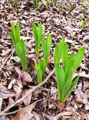 Hymenocallis occidentalis eulae