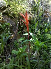 Pitcairnia karwinskyana