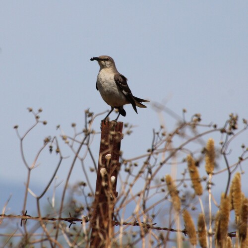 iNaturalist observation photo of Northern Mockingbird