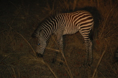 Equus quagga crawshayi
